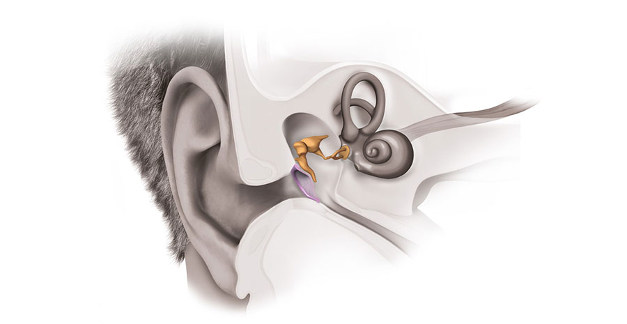 گوش داخلی و آناتومی آن